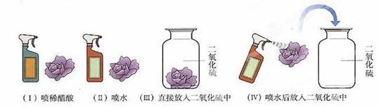 (2)设计方案:用紫色的石蕊试液浸泡,制成紫色纸花并晾干.