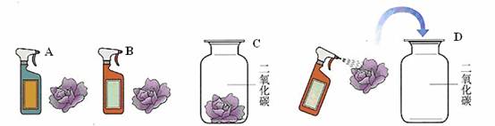 取四朵用石蕊试液染成紫色的干燥纸花进行以下操作,能够观察到纸花变