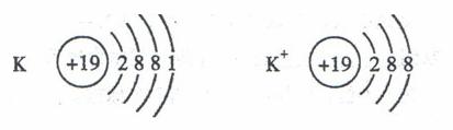 分析钾原子,钾离子的结构示意图,下列说法正确的是