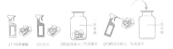 取四朵用石蕊溶液染成紫色的干燥的纸花,分别按下图进行实验.